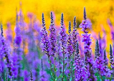 国产武侠《燕云十六声》公测延期 做所有人的武侠