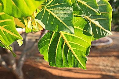 《极限竞速：地平线5》公布全新预告：捉迷藏模式将于9月上线