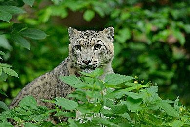 《燕云十六声》更新：优化玩法机制 调整平衡性